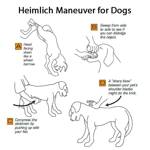 Dog-Heimlich-Maneuver-steps